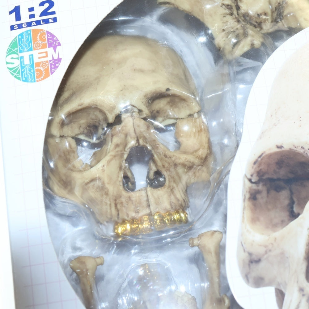 SUPREME(シュプリーム) 23AW 4D MASTER 4D HUMAN ANATOMY MODEL EXPLODED SKULL マスターヒューマンアナトミーモデルイクスプローディドスカル フィギュア