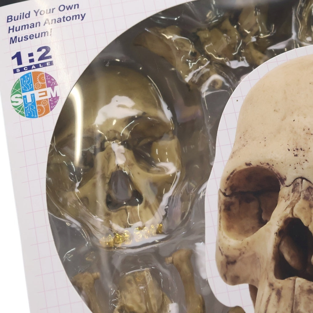SUPREME(シュプリーム) 23AW 4D Model Human Skull Natural 4Dモデル 頭蓋骨模型パズル フィギュア ベージュ